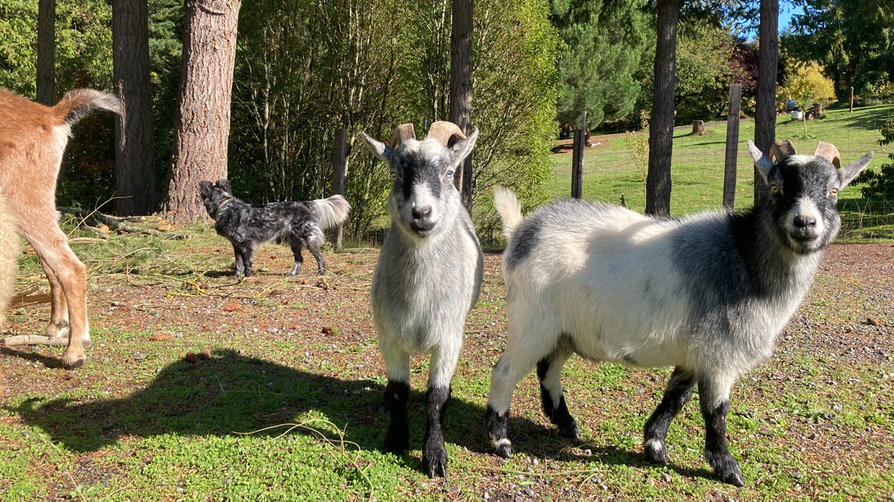 pygmy goats